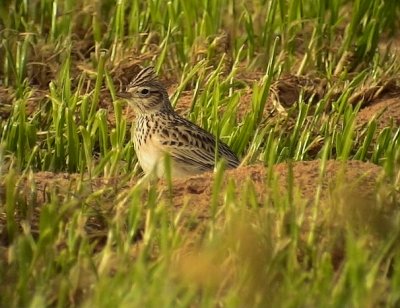 Snglrka Eurasian Sky Lark  Alauda arvensis	