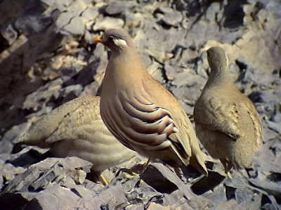 kenhna Sand Partridge Ammoperdix heyi