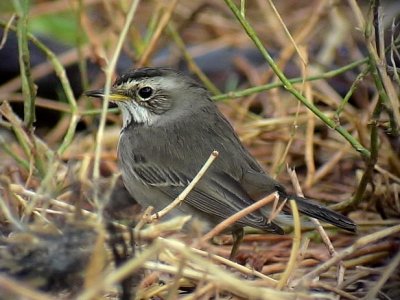 Blhake Luscinia svecica Bluethroat