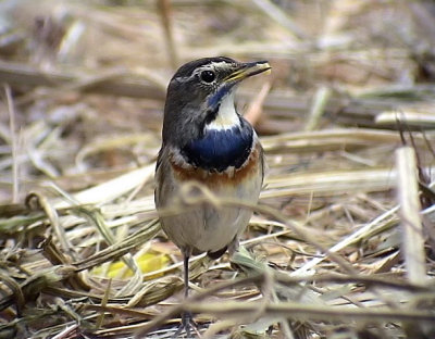 Blhake Luscinia svecica Bluethroat