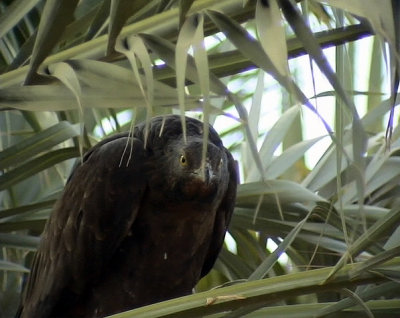 Tofsbivrk Crested Honey Buzzard  Pernis ptilorhyncus