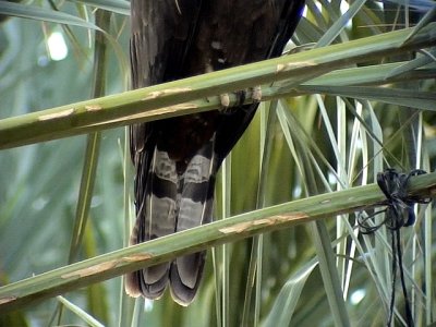 Tofsbivrk<br> Crested Honey Buzzard <Br> Pernis ptilorhyncus