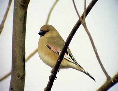 kenfink Desert Finch Rhodospiza obsoleta