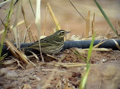 Sibirisk piplrka Olive-backed Pipit Anthus hodgsoni