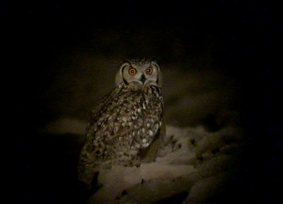 kenberguv  Pharao's Eagle Owl  Bubo ascalaphus	