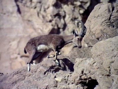 Ibex