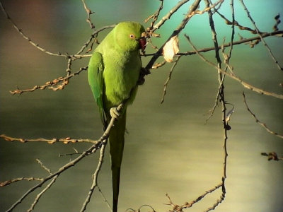Halsbandsparakit<br> Rose-ringed Parakeet<br> Psittacula krameri