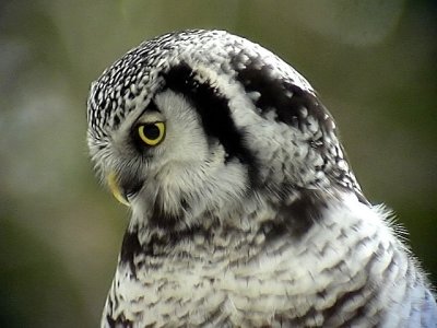 Hkuggla  Northern Hawk Owl  Surnia ulula	