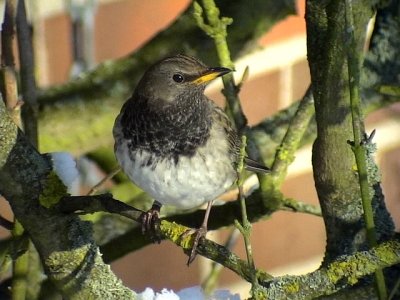 Taigatrast (Svarthalsad trast) Dark-throated Thrush Turdus atrogularis