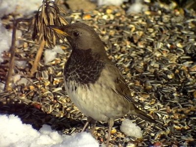 Taigatrast (Svarthalsad trast) Dark-throated Thrush Turdus atrogularis