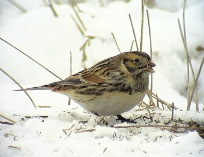 Lappsparv Lapland Longspur Calcarius lapponicus