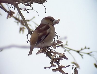 Stenknck<br> Hawfinch<br> Coccothraustes coccothraustes	