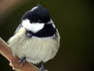 Svartmes Coal Tit Parus ater