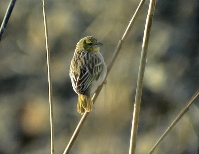 Black-headed Weaver (Yellow-backed Weaver) Ploceus melanocephalus