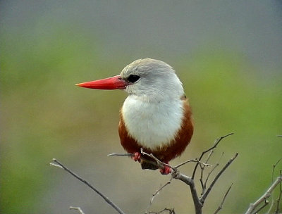 Grhuvad kungsfiskare  Grey-headed Kingfisher Halcyon leucocephala -