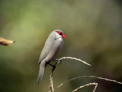 Helena astrildCommon Waxbill  Estrilda astrild