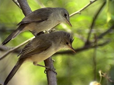 Cetti Warbler   - Madeira Firecrest 