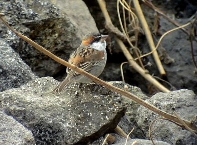 Kapverdesparv Iago Sparrow Passer iagoensis