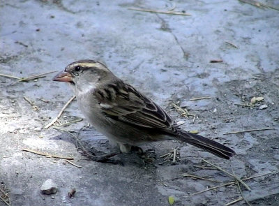 Kapverdesparv<br> Iago Sparrow<br> Passer iagoensis