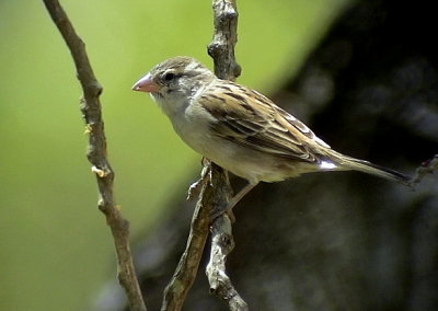Kapverdesparv Iago Sparrow Passer iagoensis