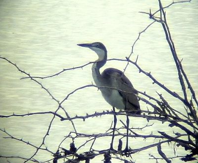 Svarthuvad hger<br> Black-headed Heron<br> Ardea melanocephala