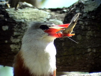 Gråhuvad kungsfiskare Grey-headed Kingfisher Halcyon leucocephala -