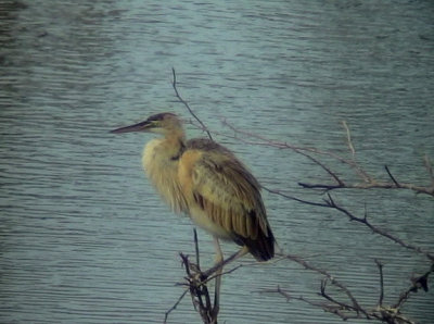 Purpurhger Purple Heron Ardea purpurea  bournei