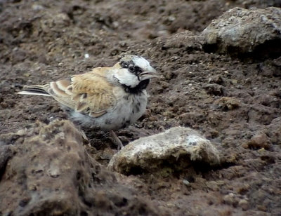 Svartkronad finklrka Black-crowned Sparrow Lark Eremopterix nigriceps