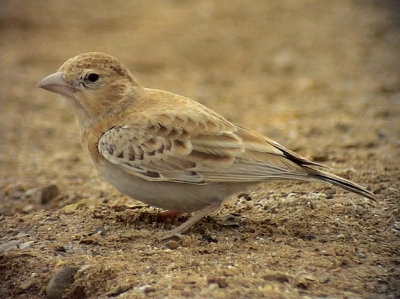 Svartkronad finklrka Black-crowned Sparrow Lark Eremopterix nigriceps