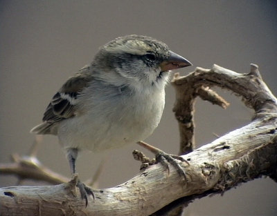 Kapverdesparv Iago Sparrow Passer iagoensis