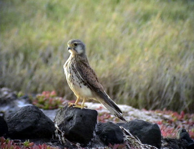 Tornfalk Common Kestrel Falco tinnunculus (alexandri)