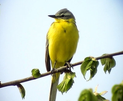 Gulrla Yellow wagtail Motacilla flava flava