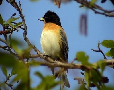 Bergfink Brambling Fringilla montifringilla