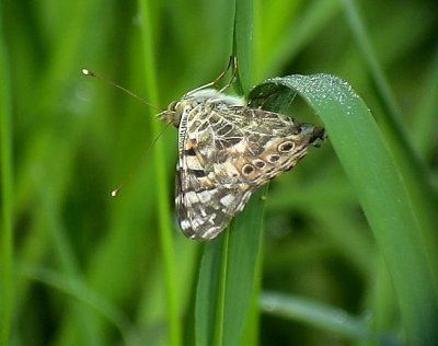 Tistelfjril Painted Lady Cynthia cardui