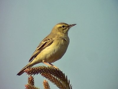 Fltpiplrka  Tawny Pipit Anthus campestris	