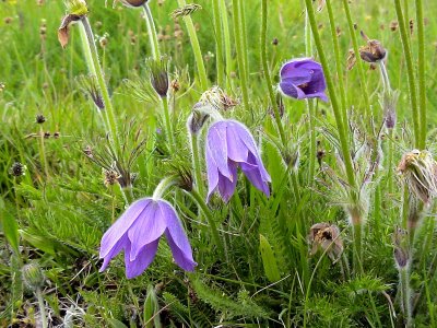 Backsippa Pasque Flower Pulsatilla vulgaris