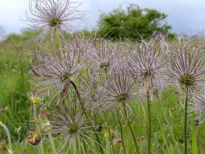 Backsippa Pasque Flower Pulsatilla vulgaris
