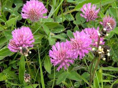 Rdklver Red Clover Trifolium pratense