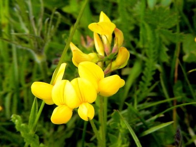 Krringtand Birdsfoot Lotus corniculatus