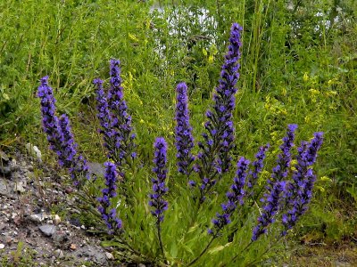 Bleld Viper's-bugloss Echium vulgare
