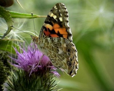 Tistelfjril Painted Lady Cynthia cardui