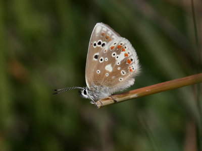 Vpplingblvinge  Turquoise BluePolyommatus dorylas