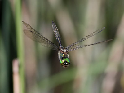 Gulflckad glanstrollslnda  Yellow-spotted Emerald Somatochlora flavomaculata