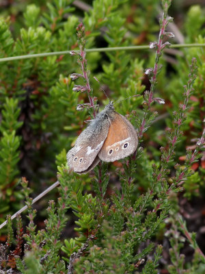 Starrgrsfjril <br>Large Heath<br>Coenonympha tullia