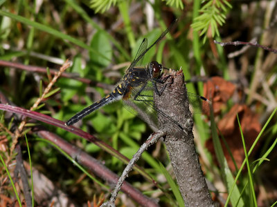 dragonfly sp