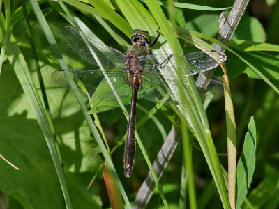 dragonfly sp