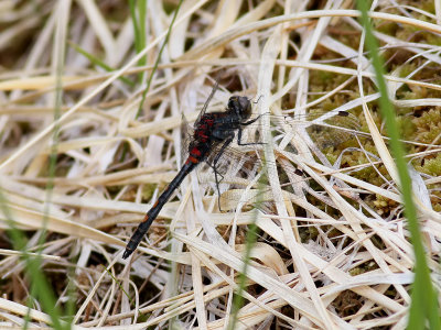 dragonfly sp