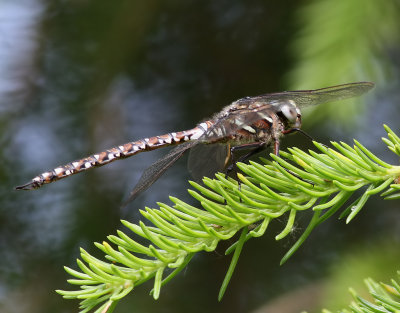 dragonfly sp