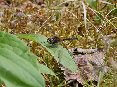 dragonfly sp