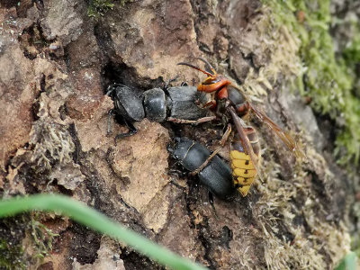 Bokoxe  Dorcus parallelipipedus